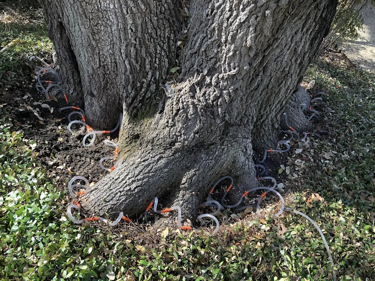 Detailed Tree Cabling and Bracing job site in Delphos