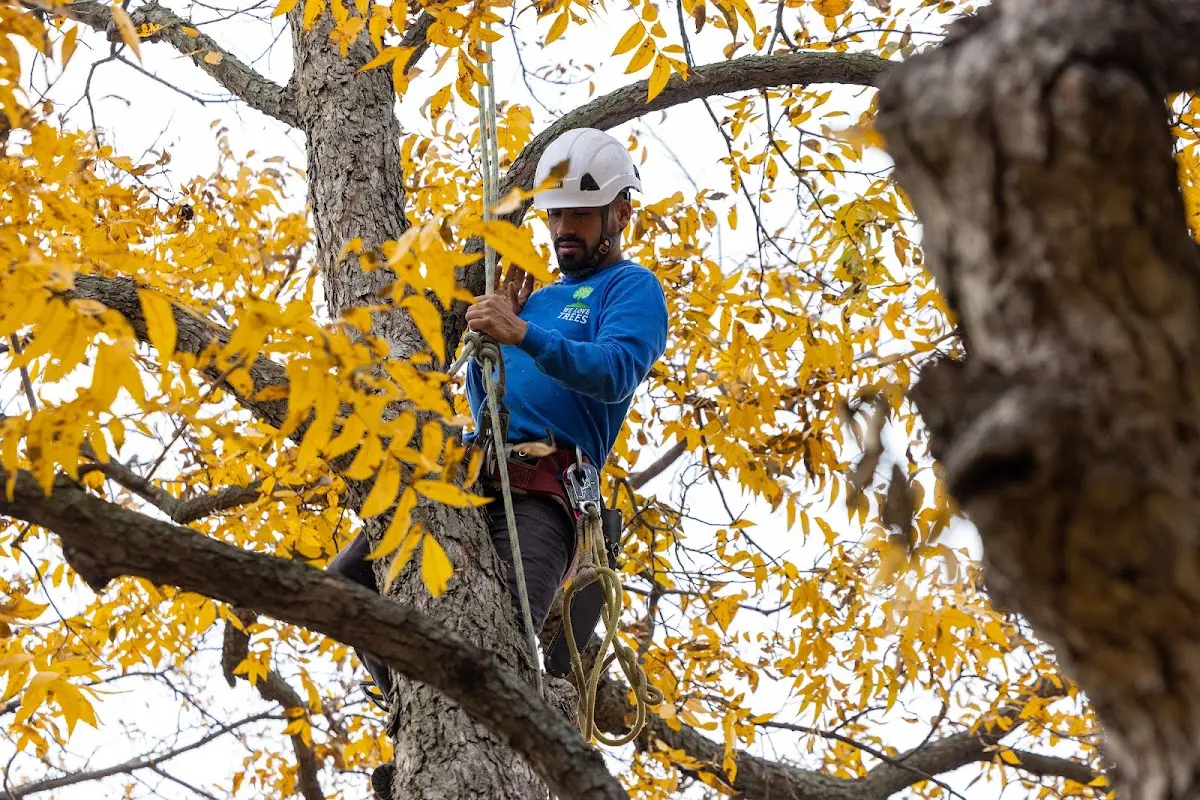 Skilled Dead Tree Removal crew working in Delphos